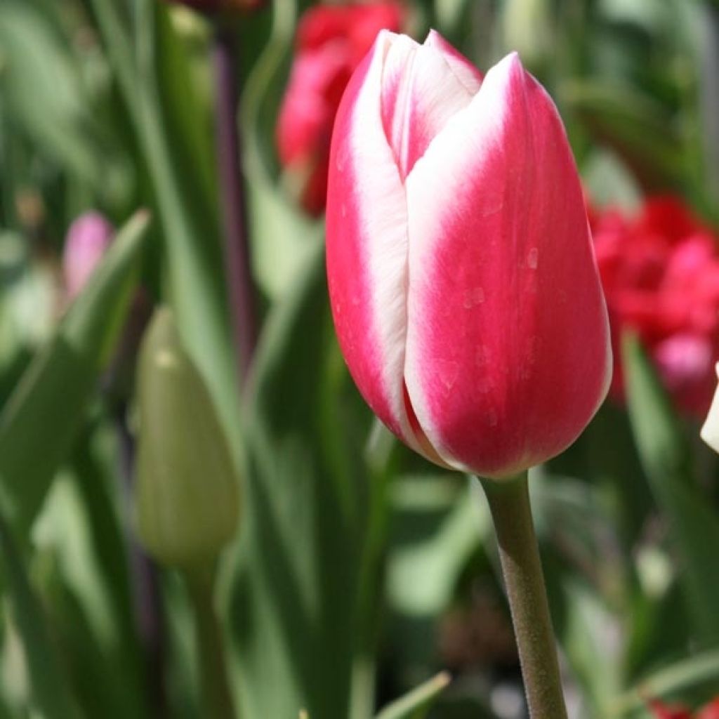 Tulipe Triomphe Candy Apple Delight