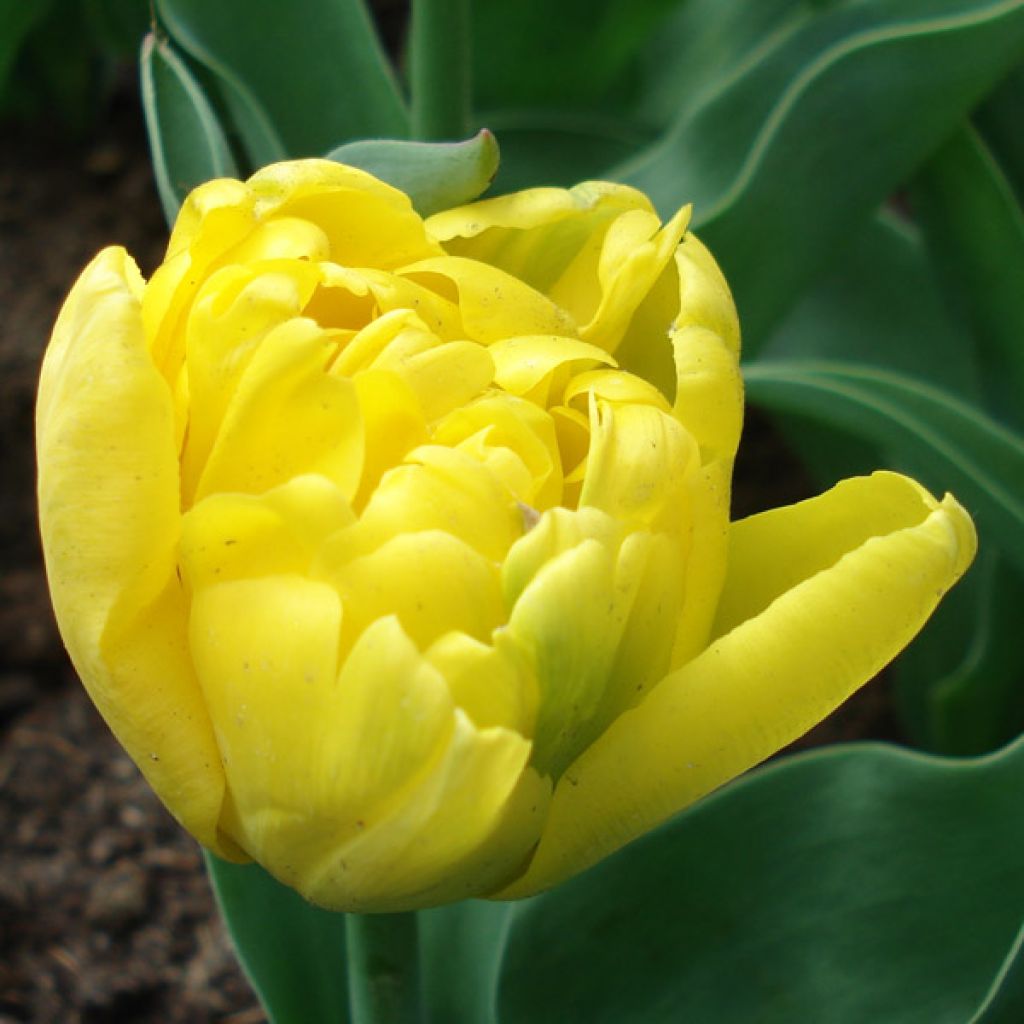 Tulipe double hâtive Yellow Baby