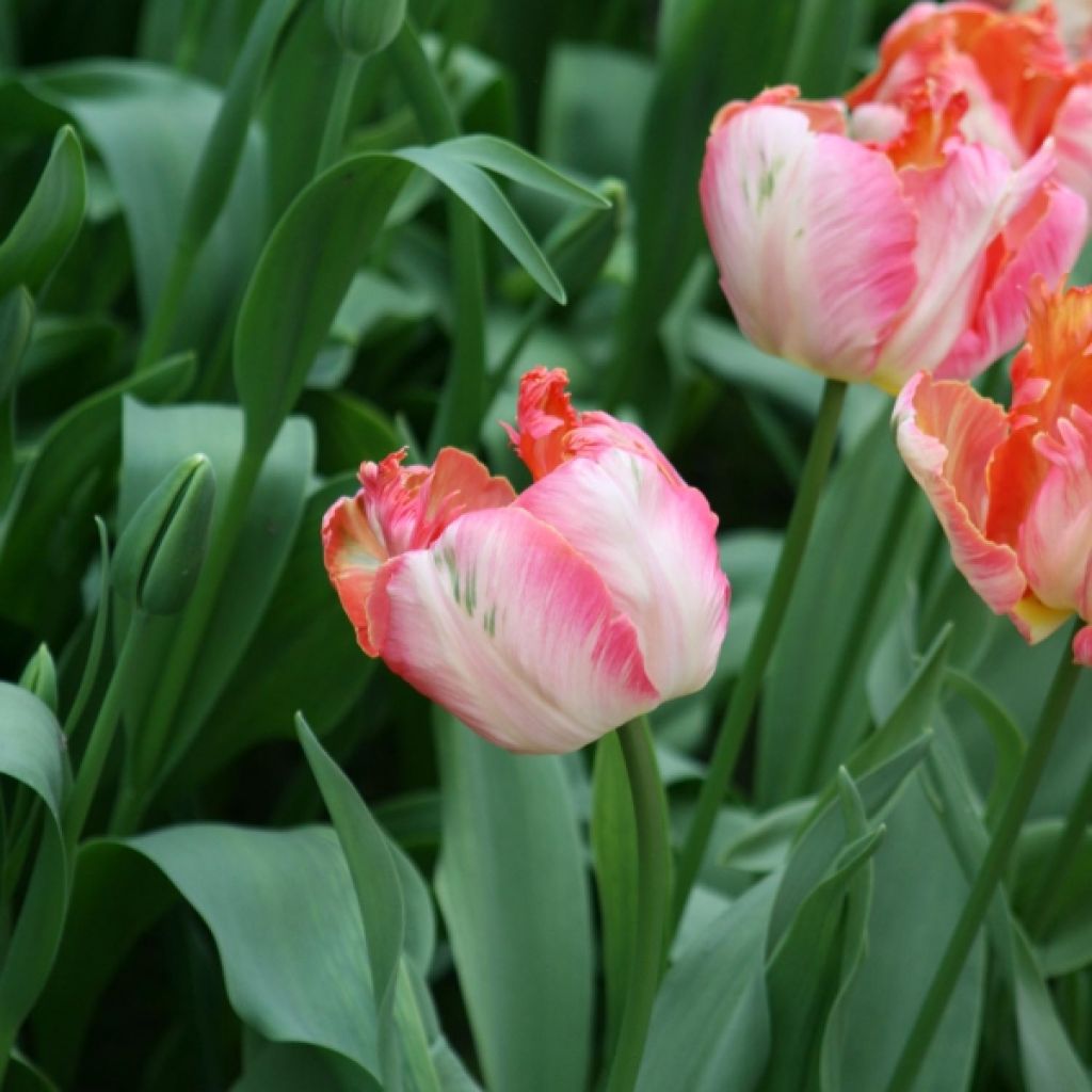 Tulipe Perroquet Apricot Parrot