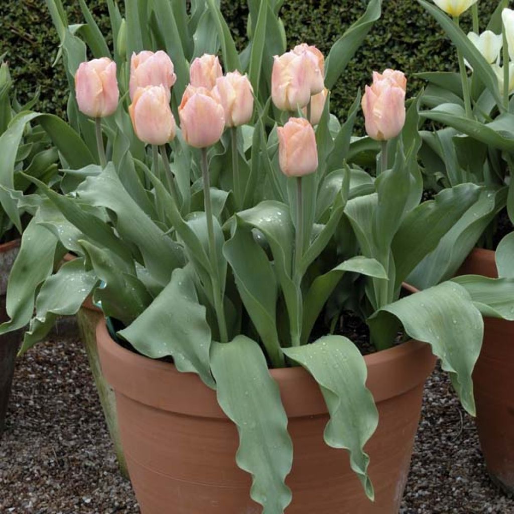 Tulipe Simple Apricot Beauty