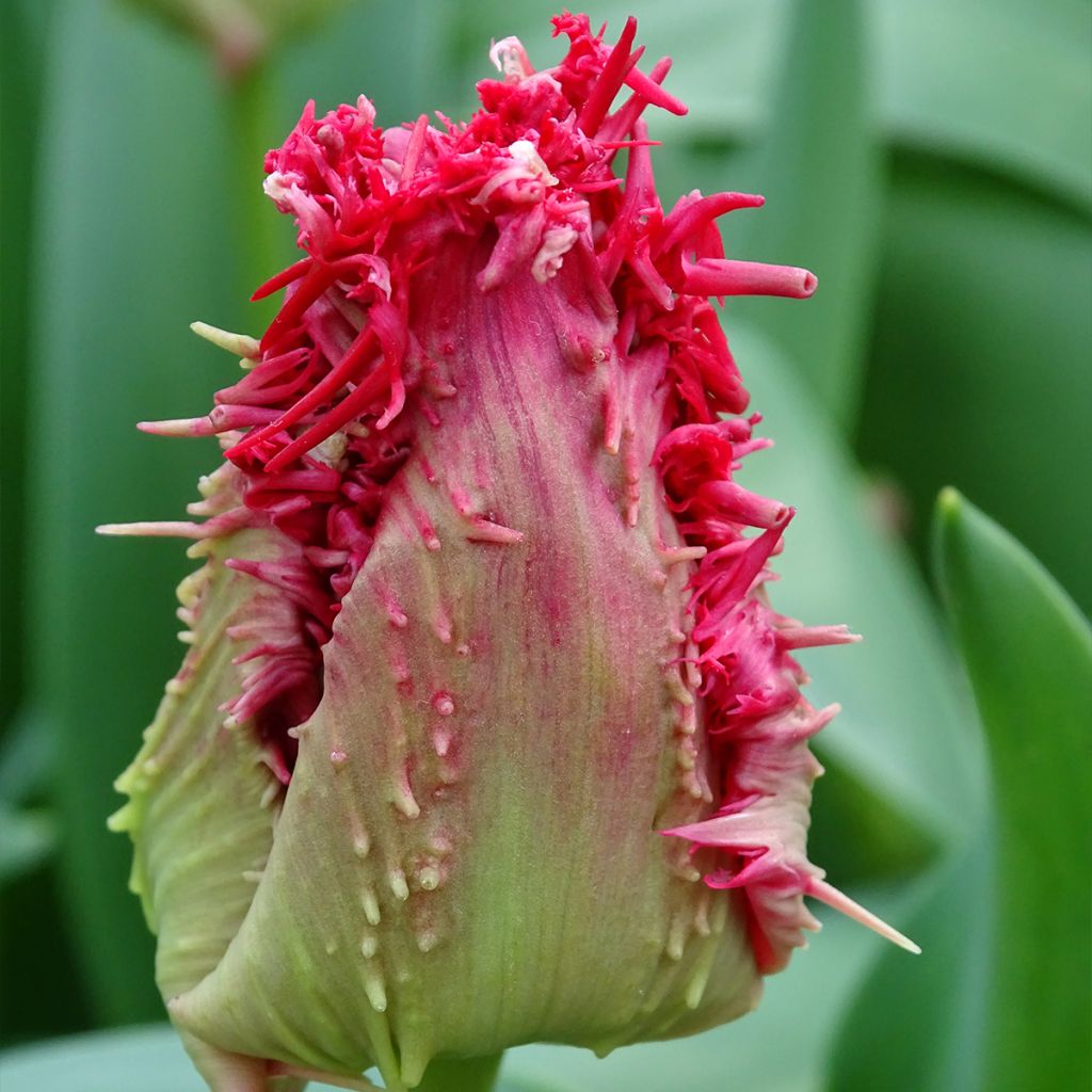 Gefranste Tulpe Barbados