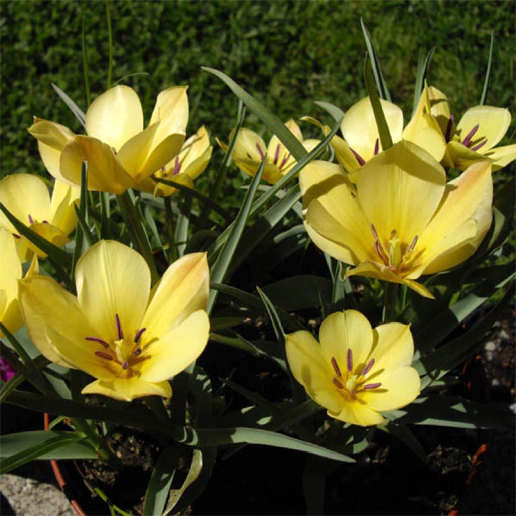 Tulipa linifolia Yellow Jewel - Leinblättrige Tulpe