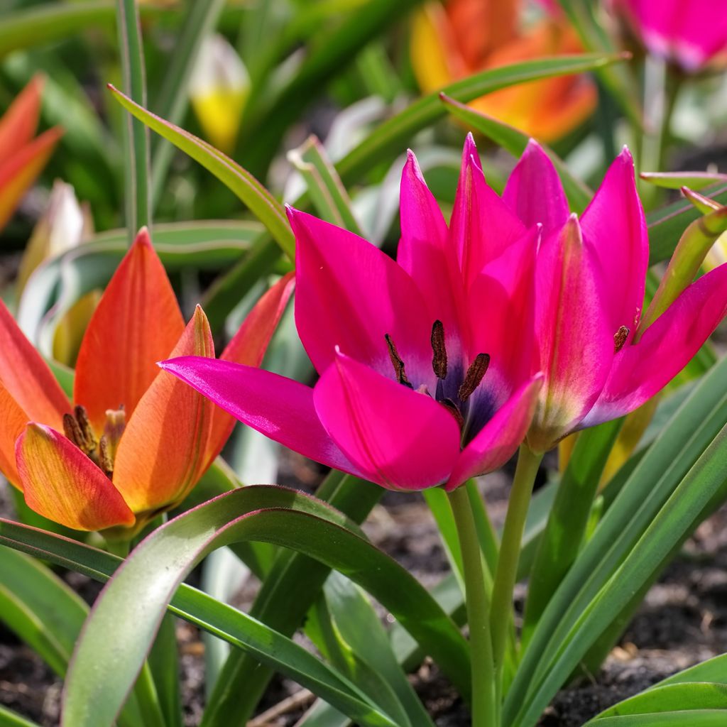 Tulipa hageri Little Beauty - Balkan-Tulpe