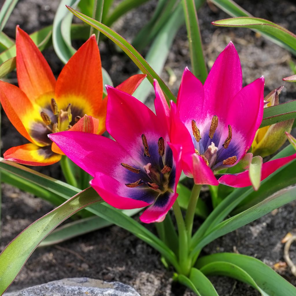 Tulipa hageri Little Beauty - Balkan-Tulpe