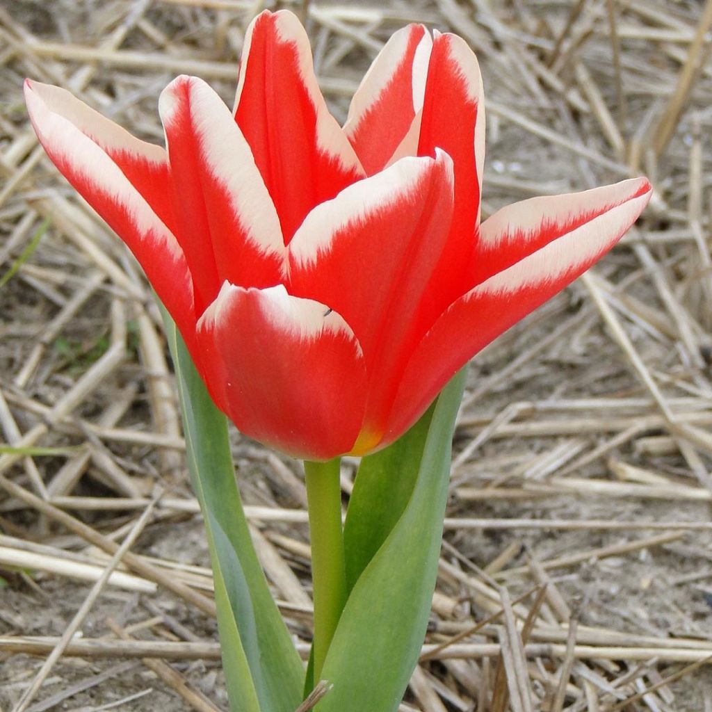 Tulipa fosteriana Pirand