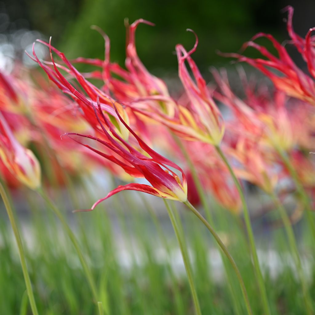 Tulipa acuminata - Horntulpe