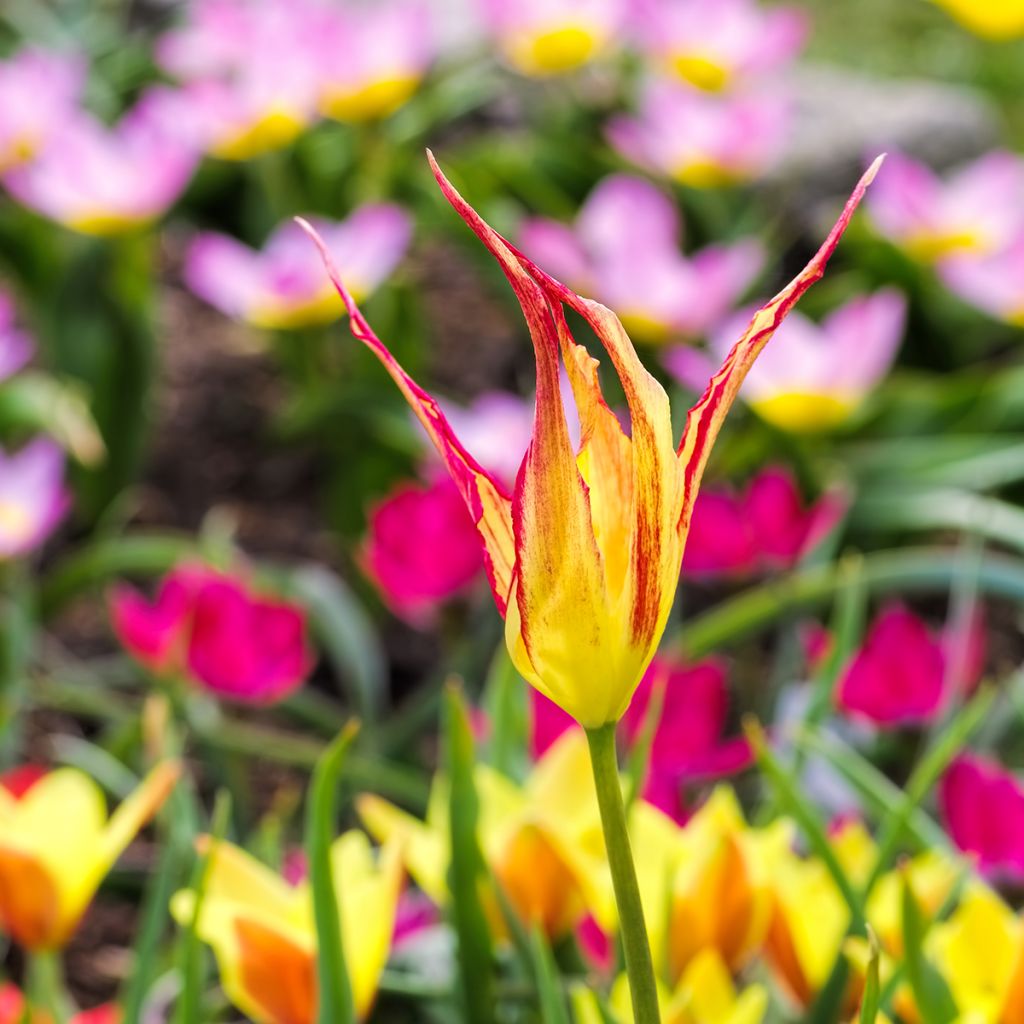 Tulipa acuminata - Horntulpe