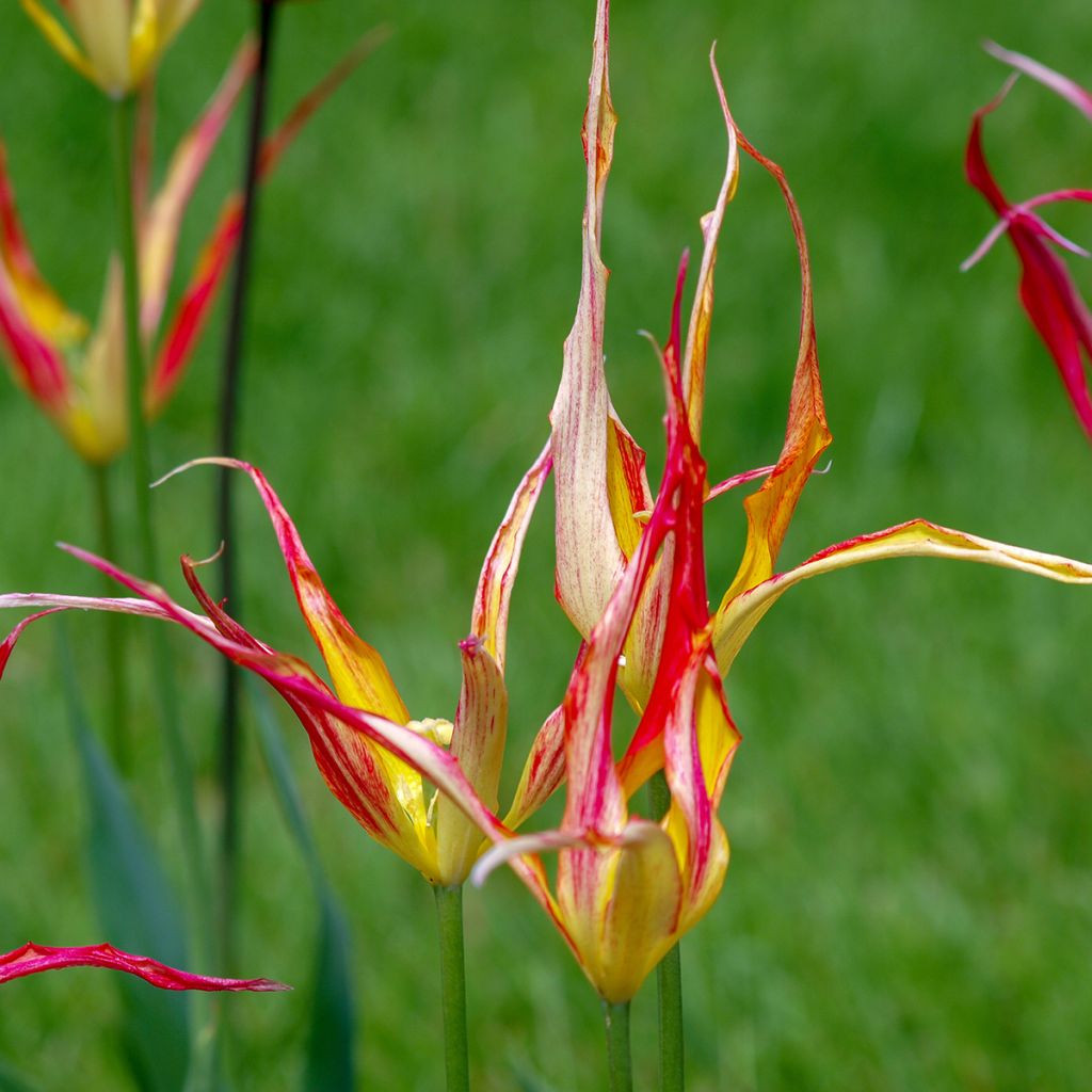 Tulipa acuminata - Horntulpe