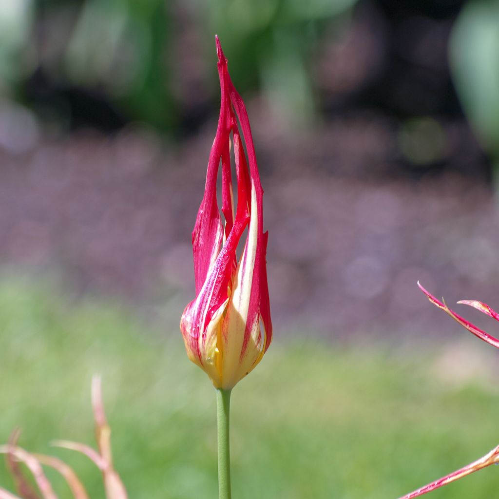 Tulipa acuminata - Horntulpe