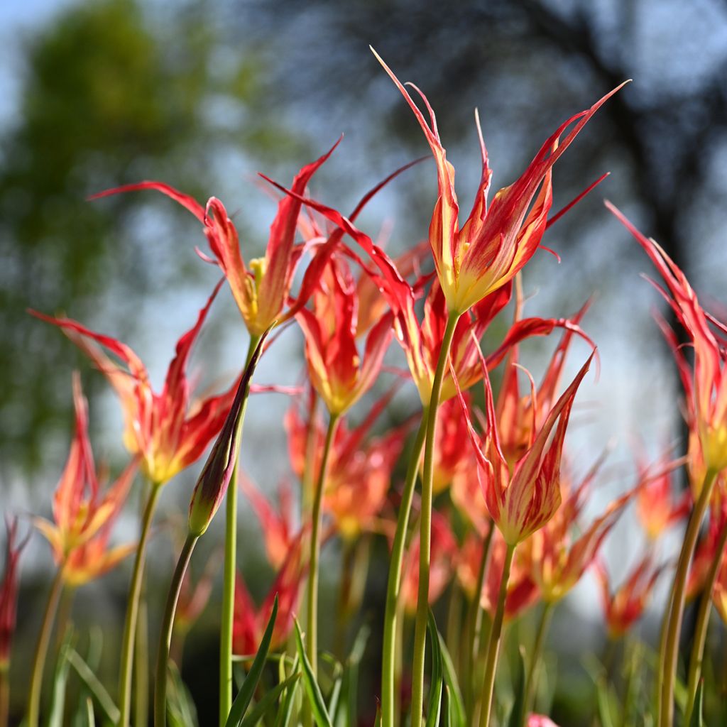 Tulipa acuminata - Horntulpe