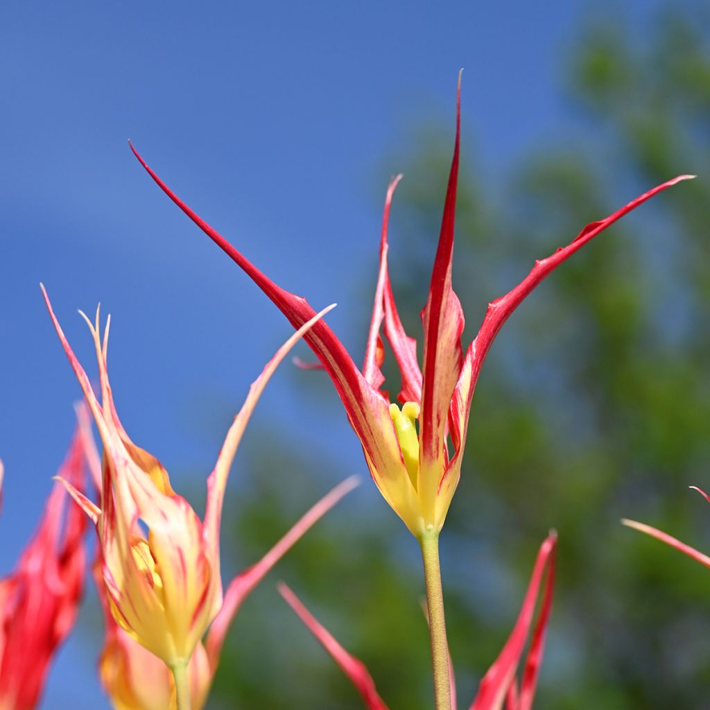 Tulipa acuminata - Horntulpe