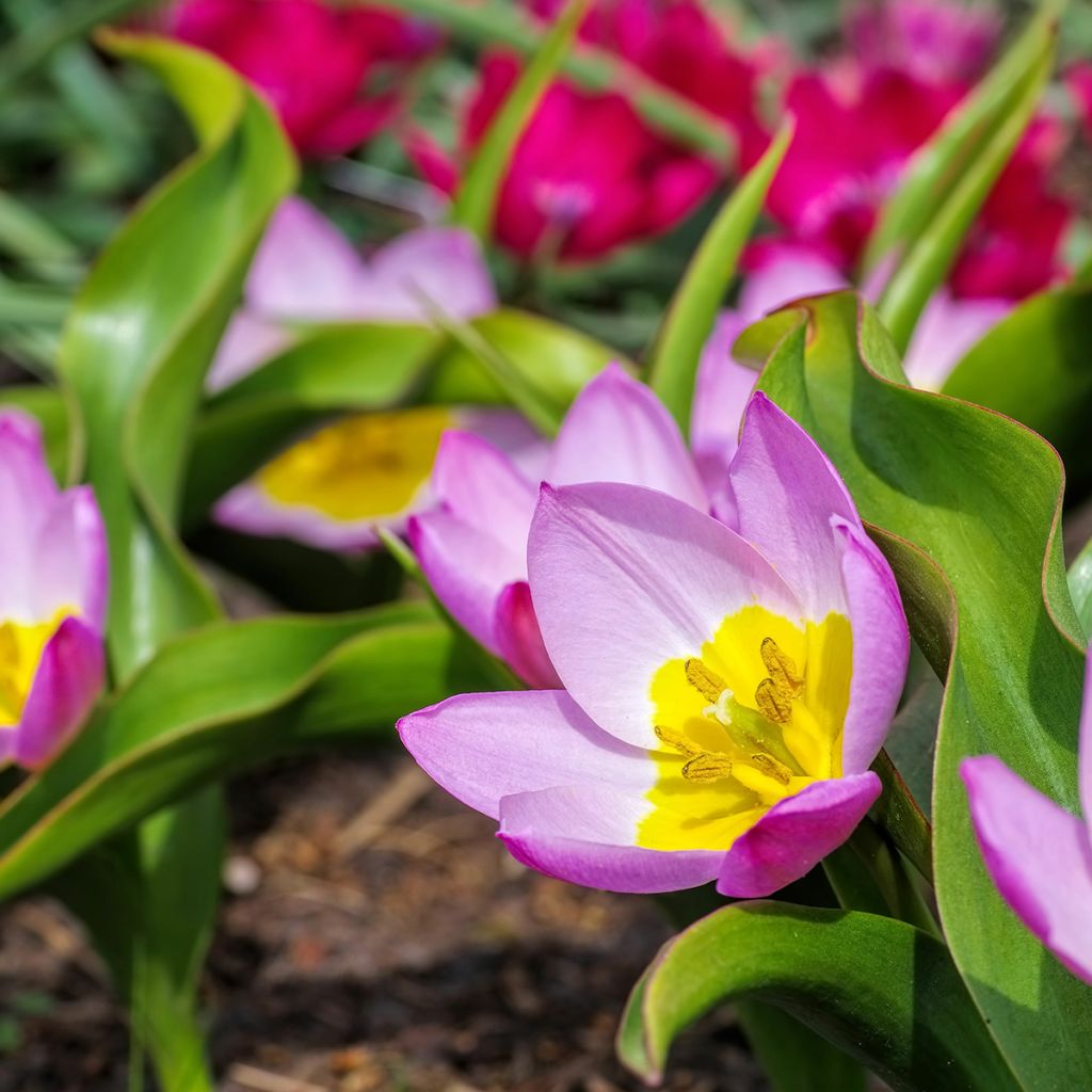 Tulipa bakeri Lilac Wonder - Felsen-Tulpe