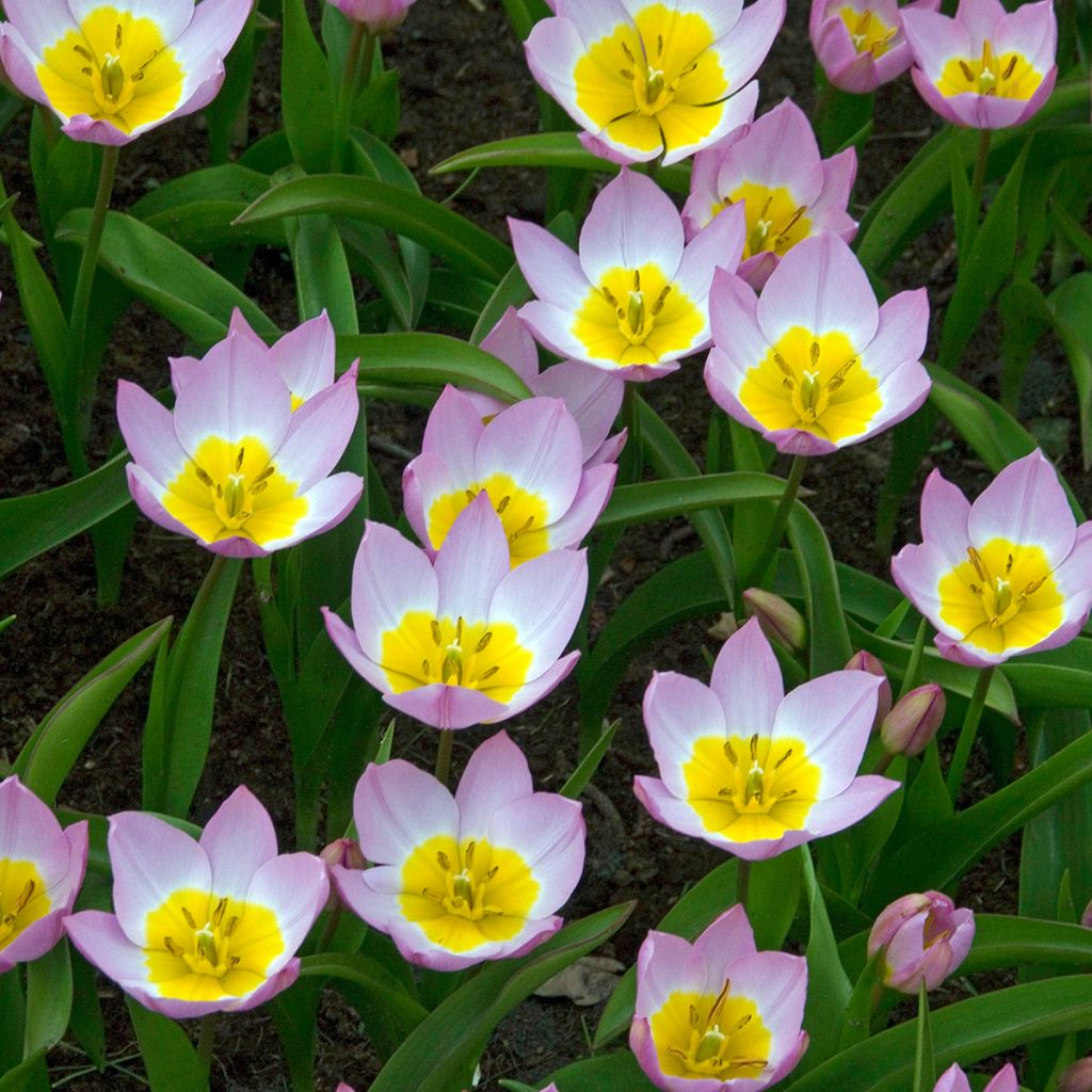 Tulipa bakeri Lilac Wonder - Felsen-Tulpe