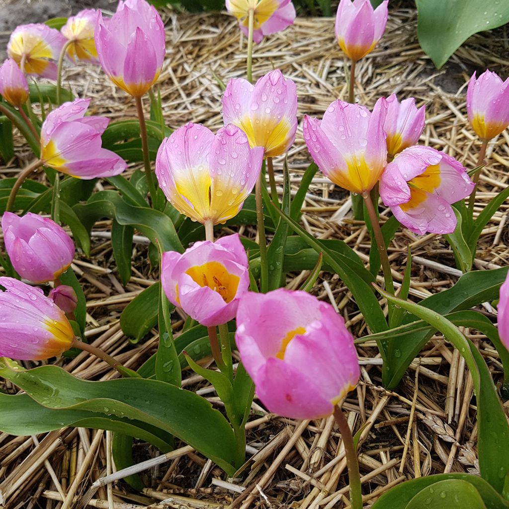 Tulipa bakeri Lilac Wonder - Felsen-Tulpe