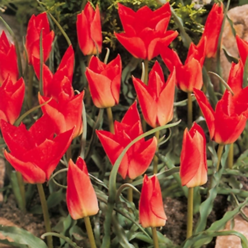 Tulipa batalinii Red Gem - Leinblättrige Tulpe