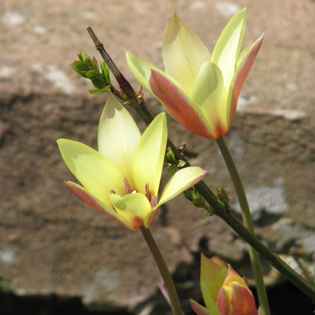 Tulipa clusiana Cynthia - Clusius-Tulpe