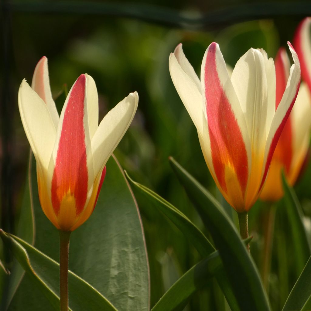 Tulipa clusiana Cynthia - Clusius-Tulpe