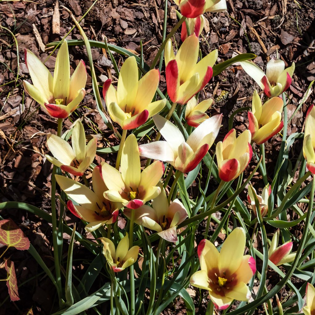 Tulipa clusiana Cynthia - Clusius-Tulpe