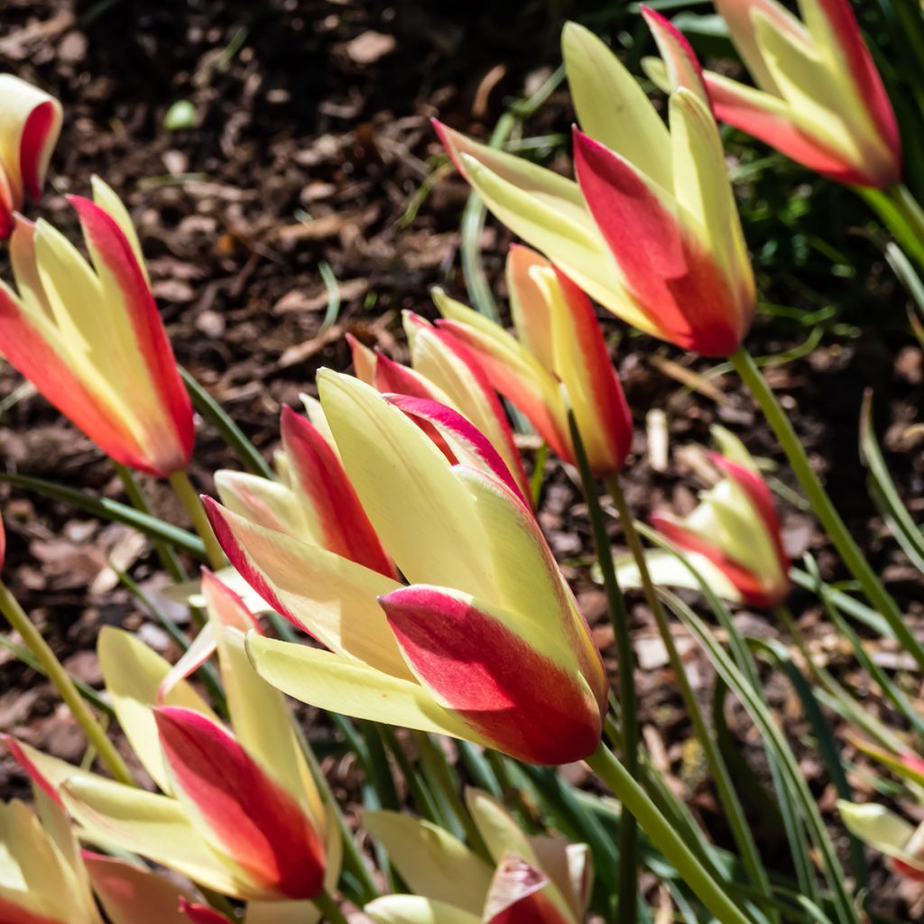 Tulipa clusiana Cynthia - Clusius-Tulpe