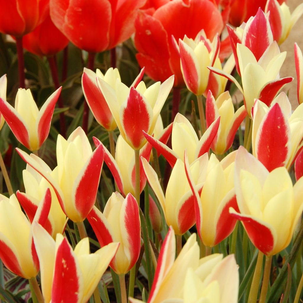 Tulipa clusiana Cynthia - Clusius-Tulpe