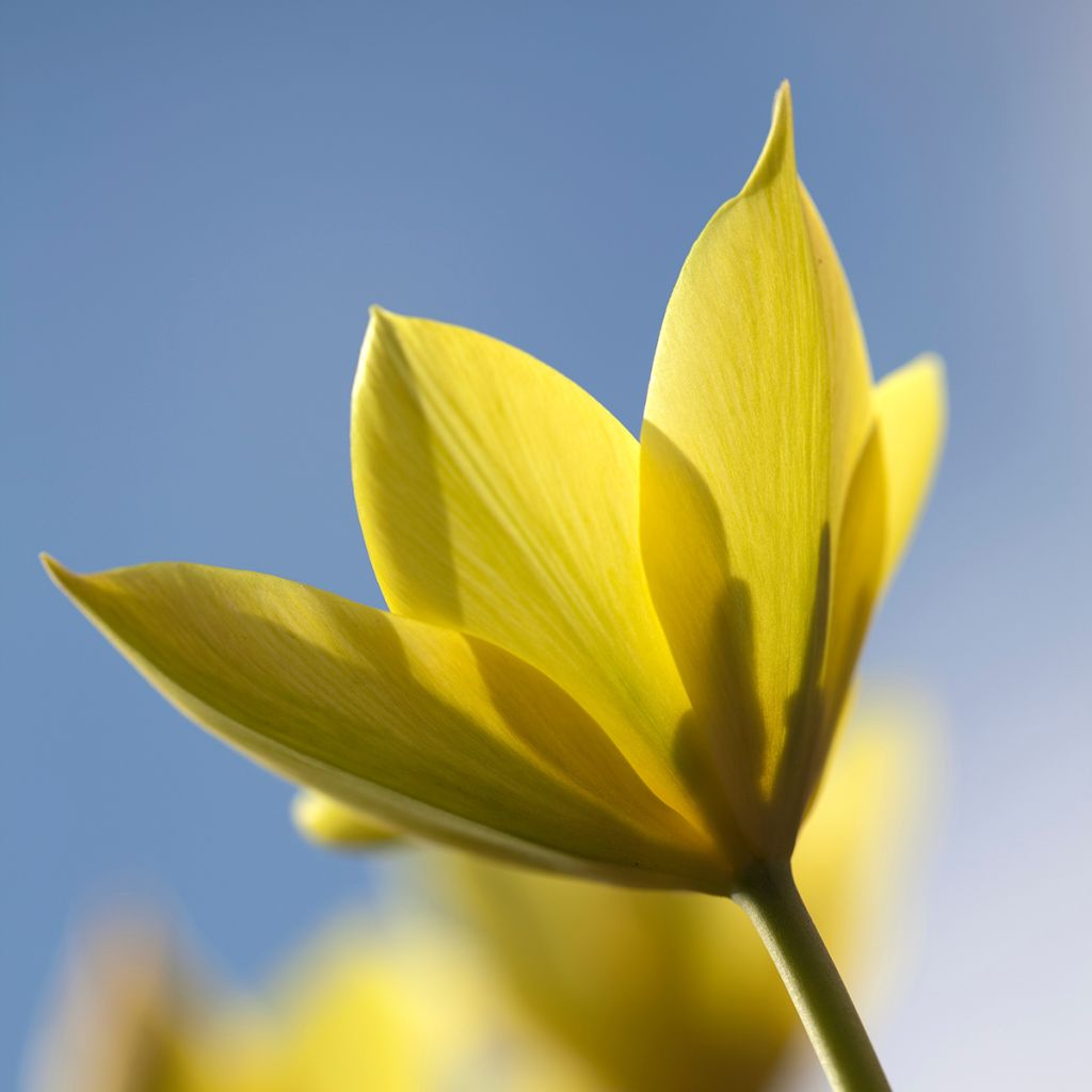 Tulipa clusiana Honky Tonk - Clusius-Tulpe