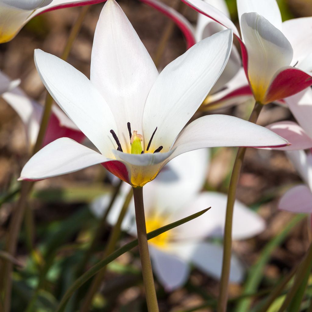 Tulipa clusiana Lady Jane - Clusius-Tulpe