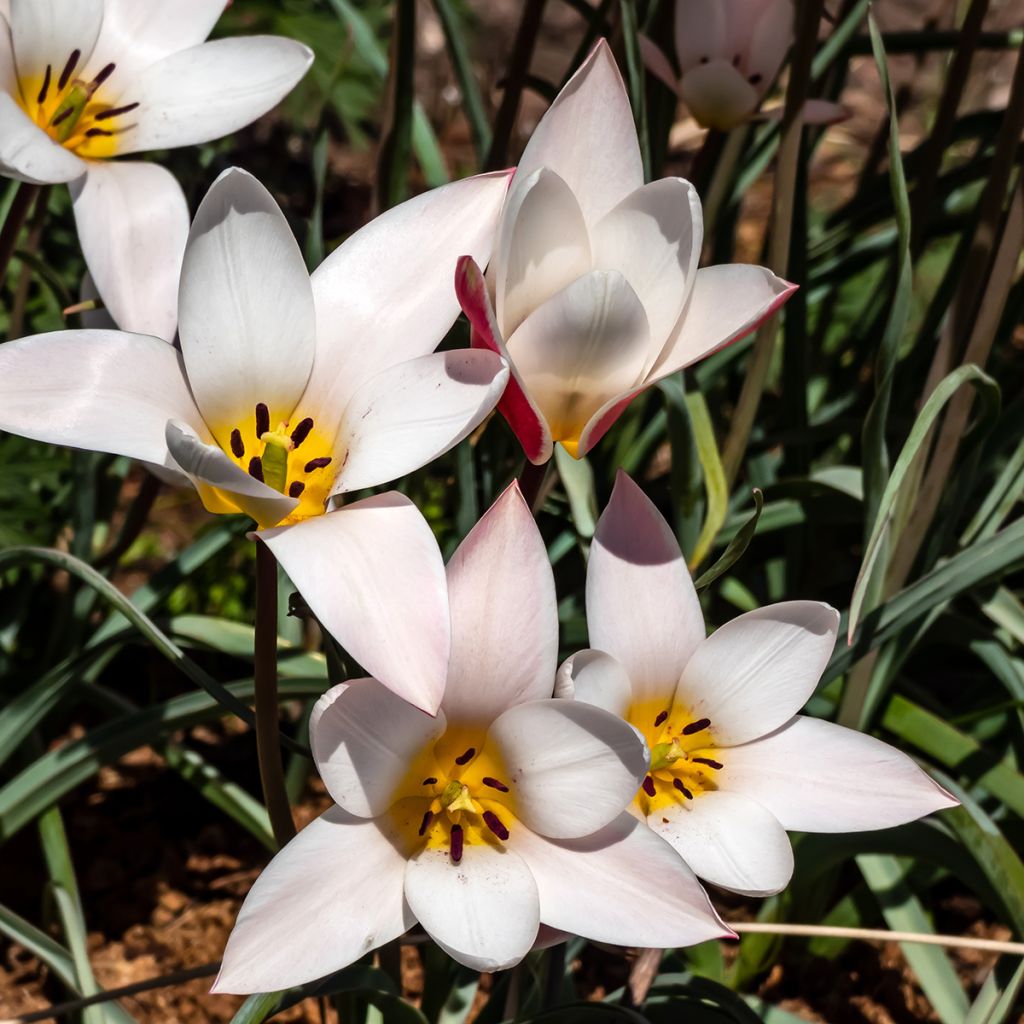 Tulipa clusiana Lady Jane - Clusius-Tulpe