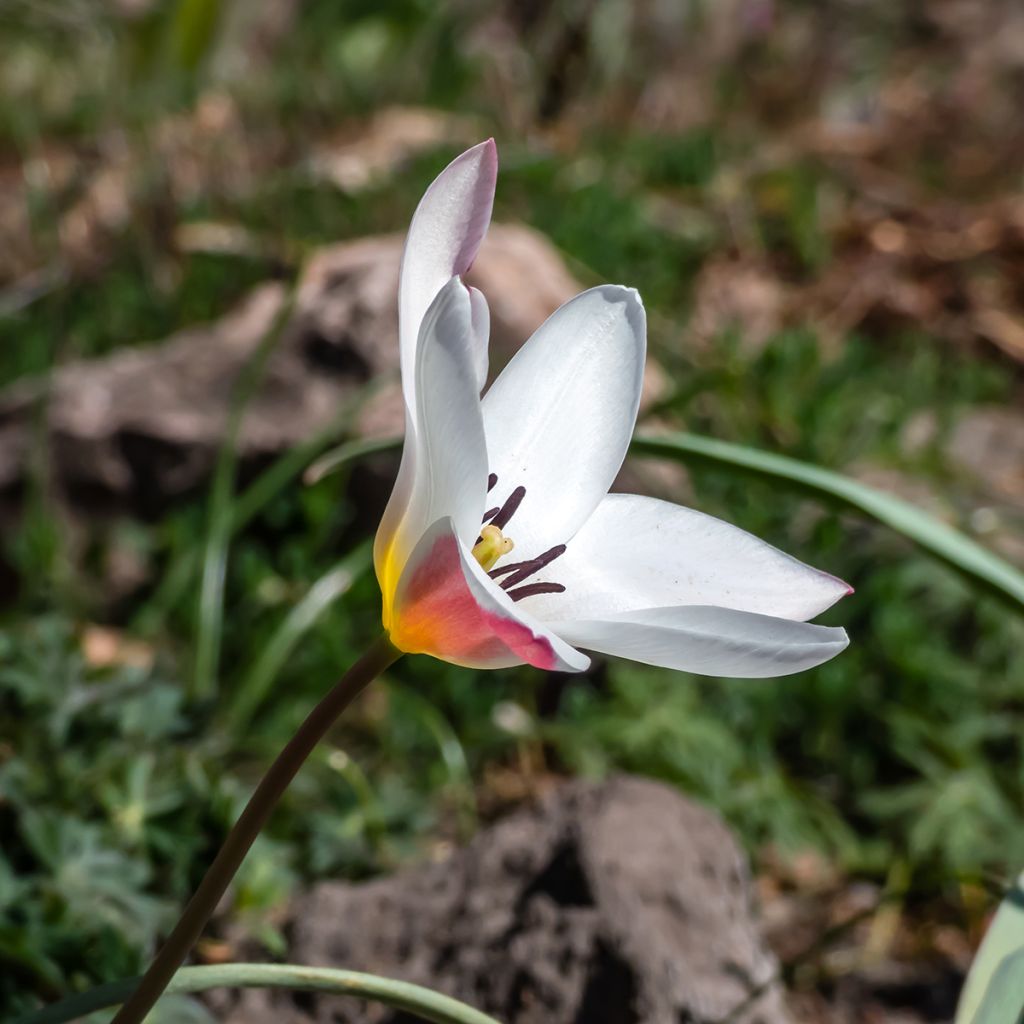 Tulipa clusiana Lady Jane - Clusius-Tulpe