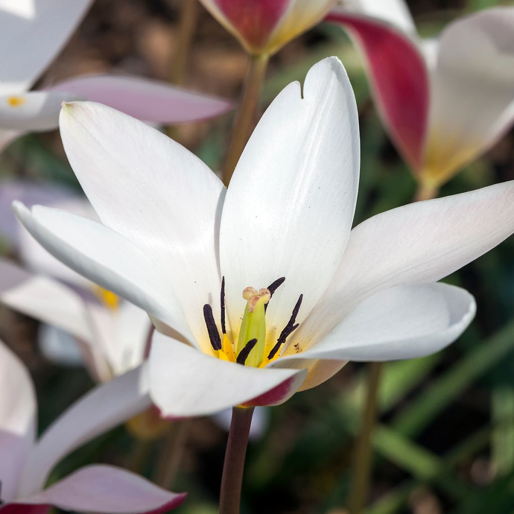 Tulipa clusiana Lady Jane - Clusius-Tulpe