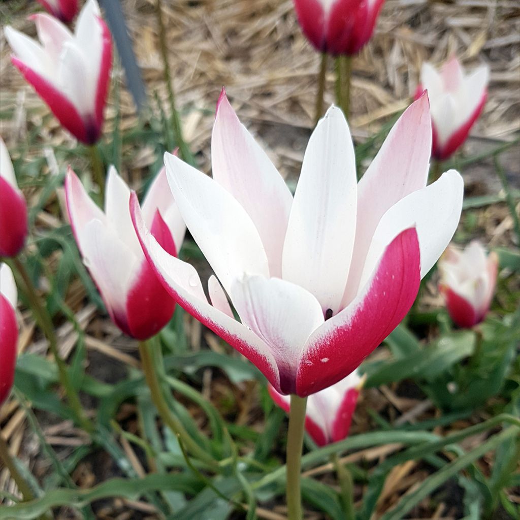 Tulipa clusiana Peppermint Stick - Clusius-Tulpe