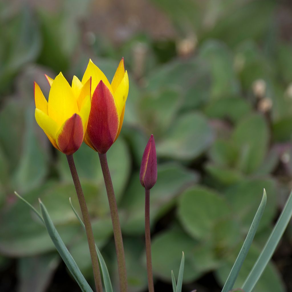 Tulipa clusiana var. chrysantha Tubergen's Gem - Clusius-Tulpe