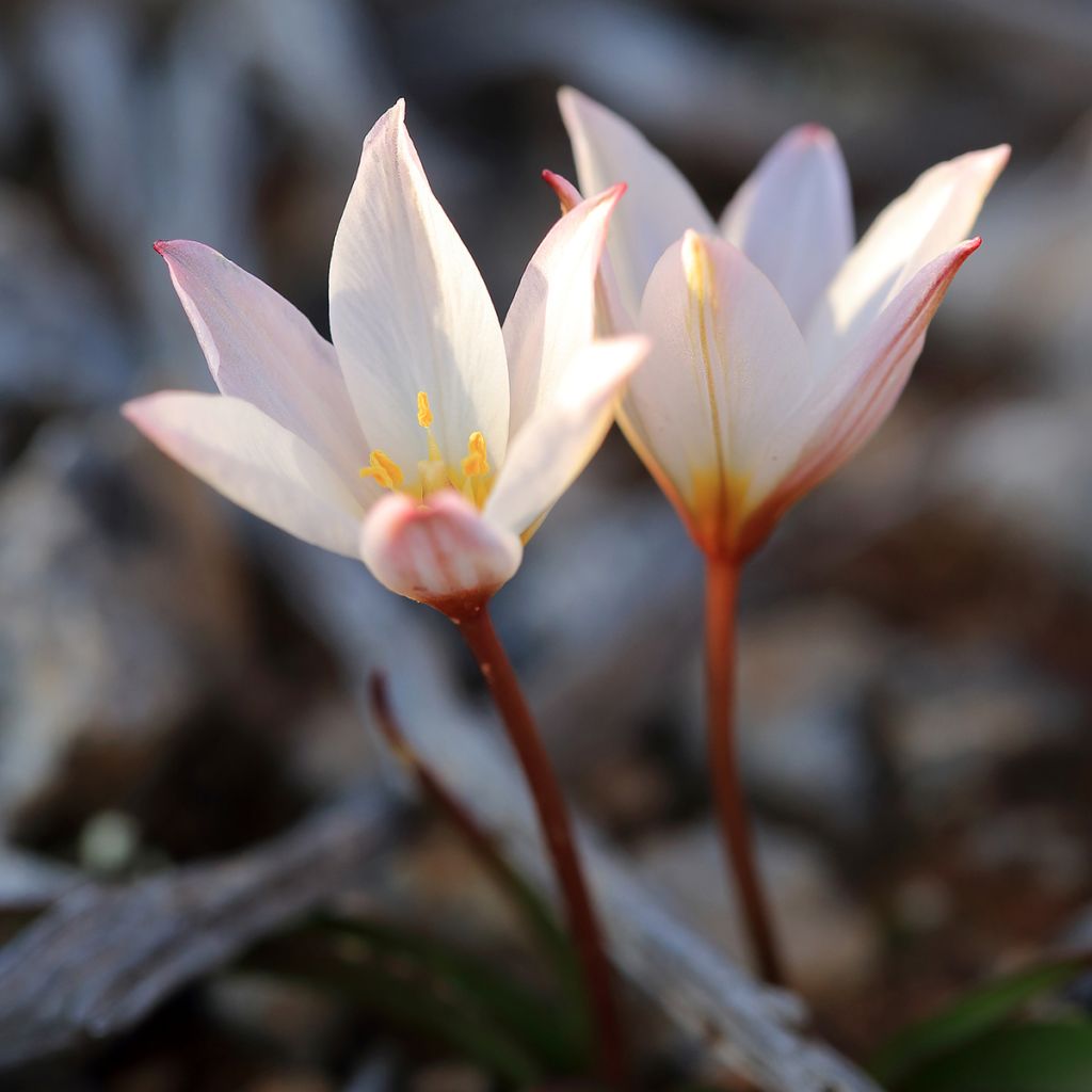 Tulipa cretica Hilde - Kretische Tulpe