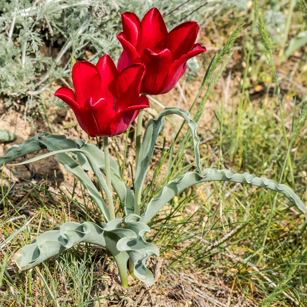 Tulipa eichleri - Wildtulpe, Eichler-Tulpe