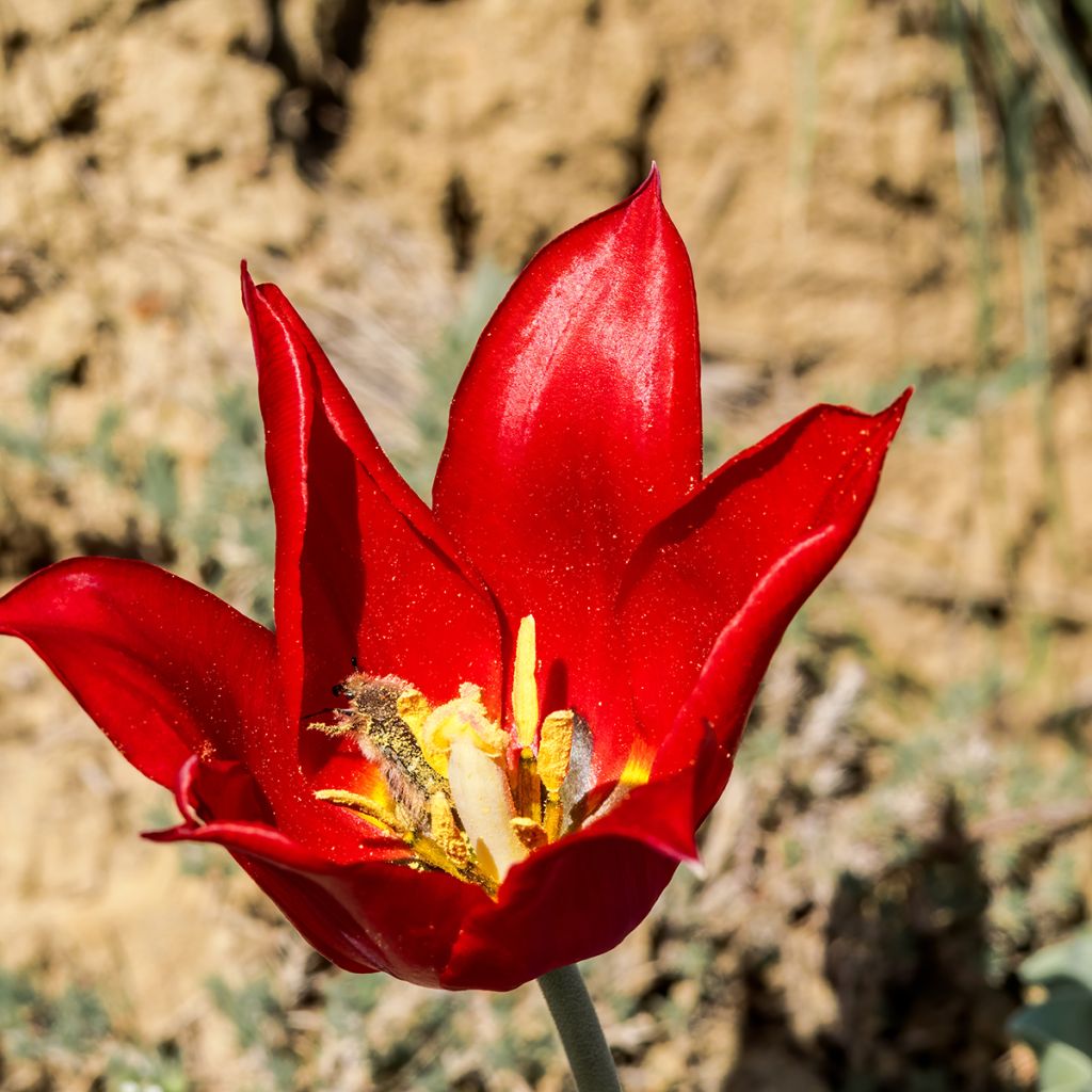 Tulipa eichleri - Wildtulpe, Eichler-Tulpe