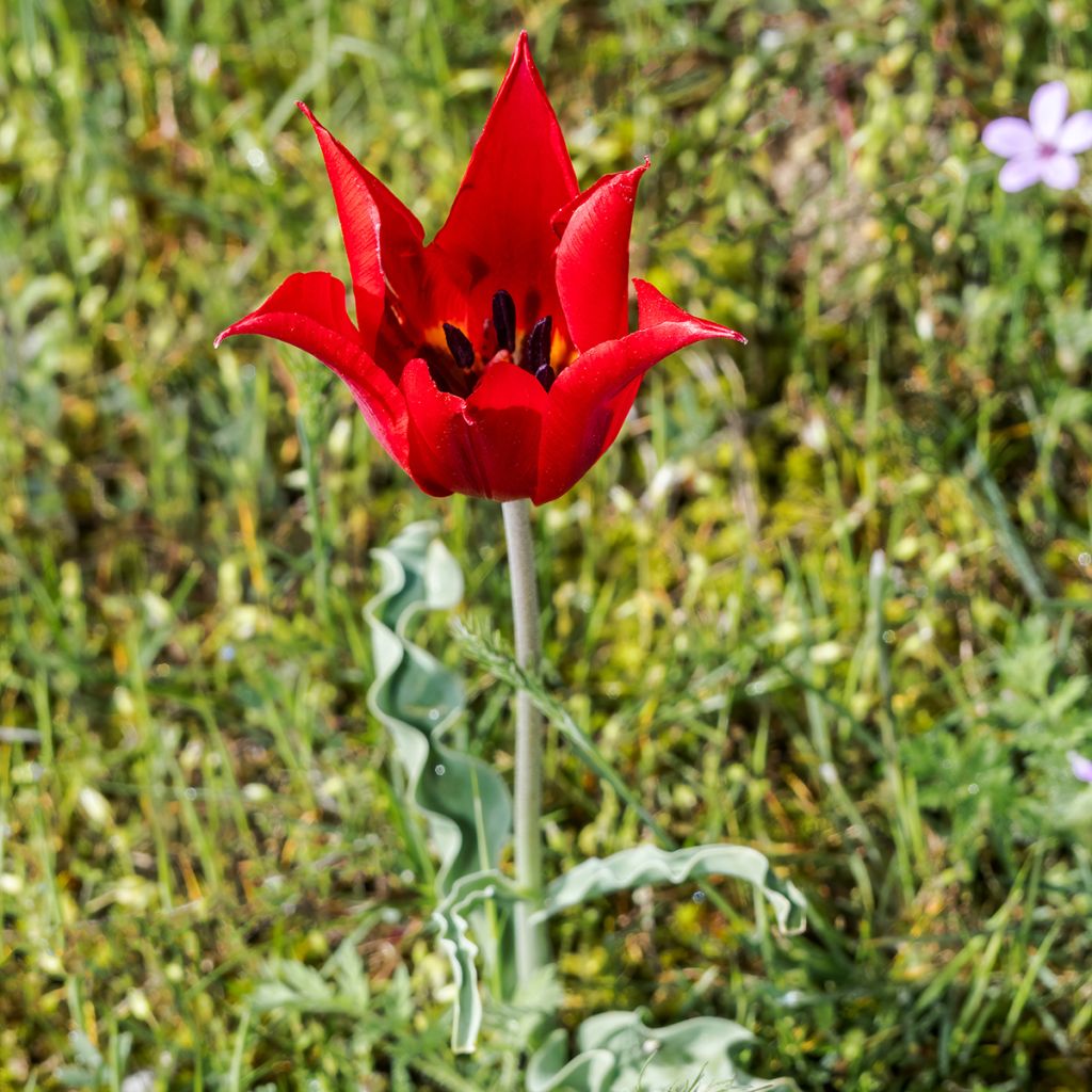 Tulipa eichleri - Wildtulpe, Eichler-Tulpe