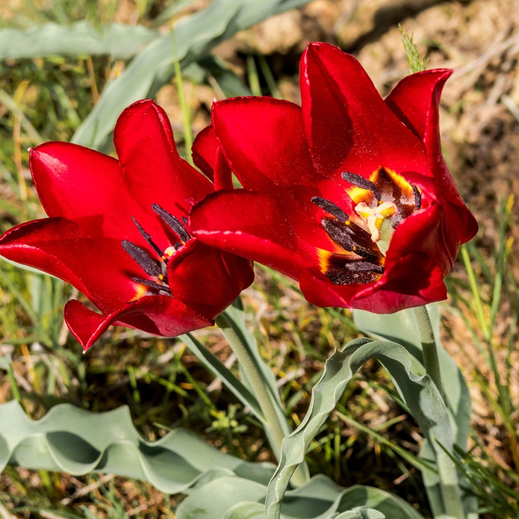 Tulipa eichleri - Wildtulpe, Eichler-Tulpe