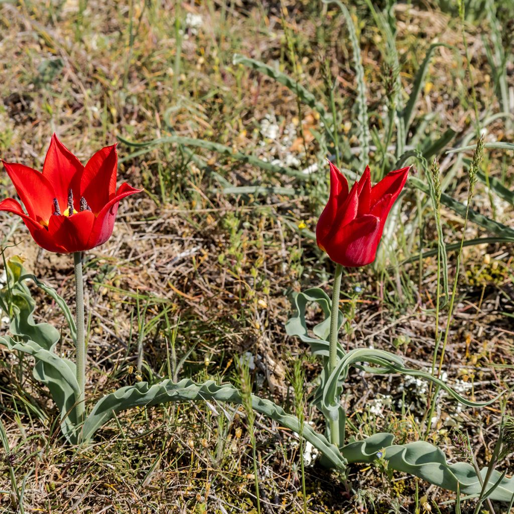 Tulipa eichleri - Wildtulpe, Eichler-Tulpe