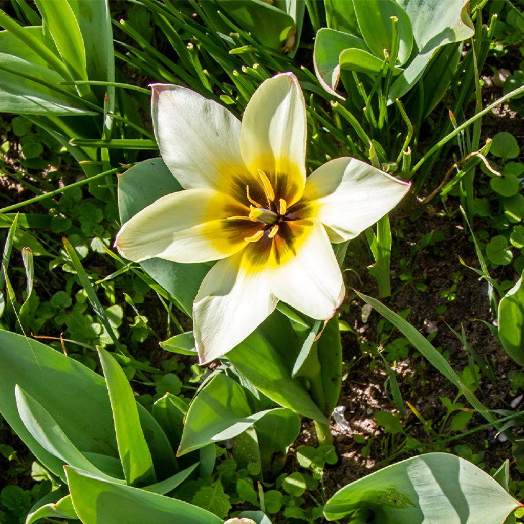 Tulipe botanique greigii Albion Star