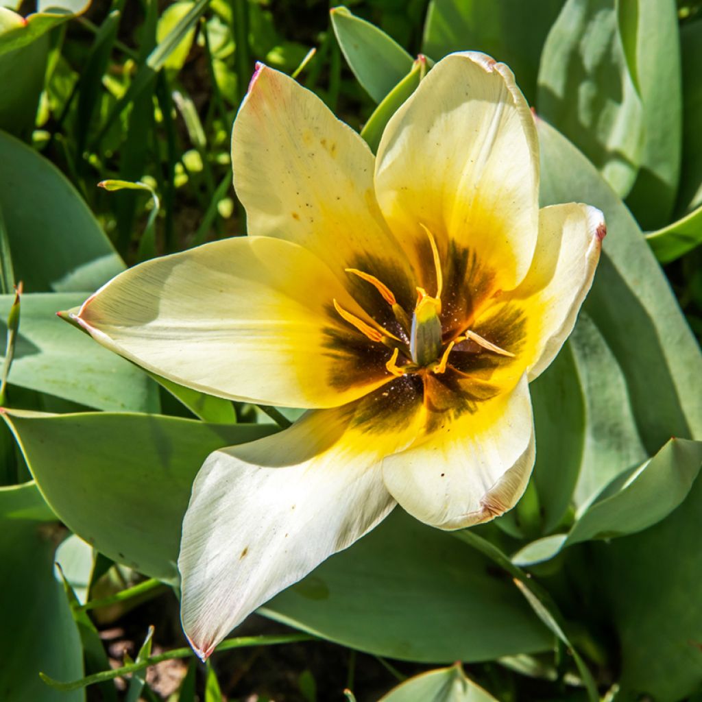 Tulipe botanique greigii Albion Star