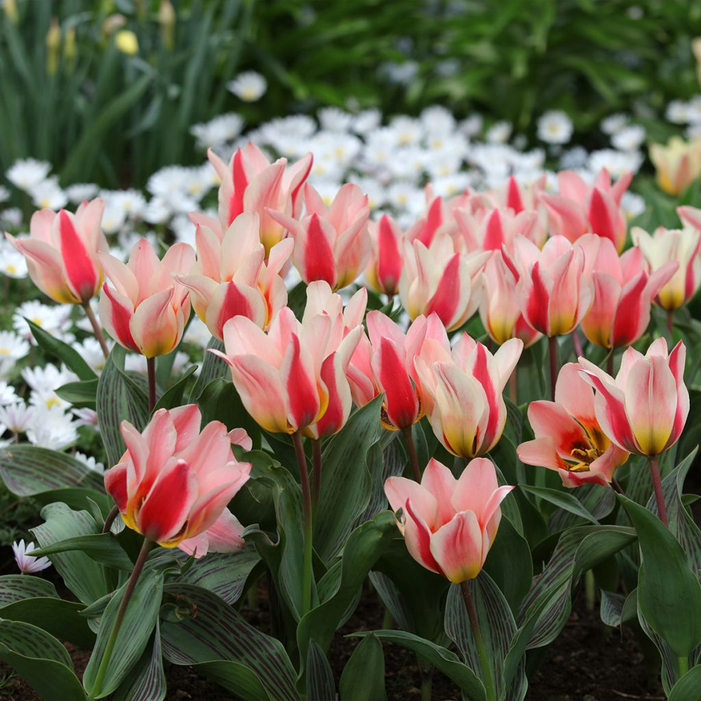 Tulipa greigii Mary Ann