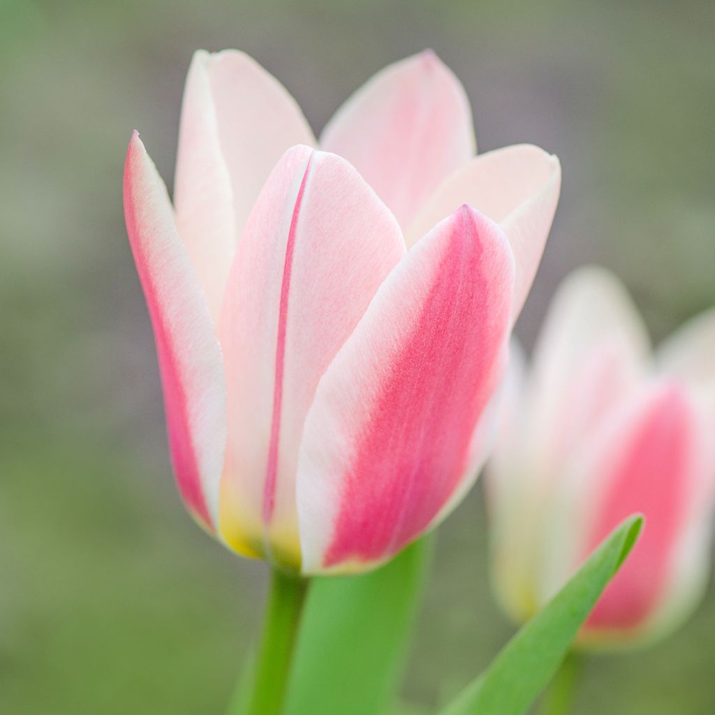 Tulipa greigii Mary Ann