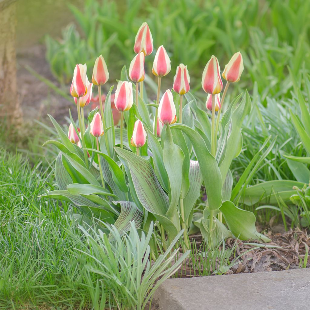 Tulipa greigii Mary Ann