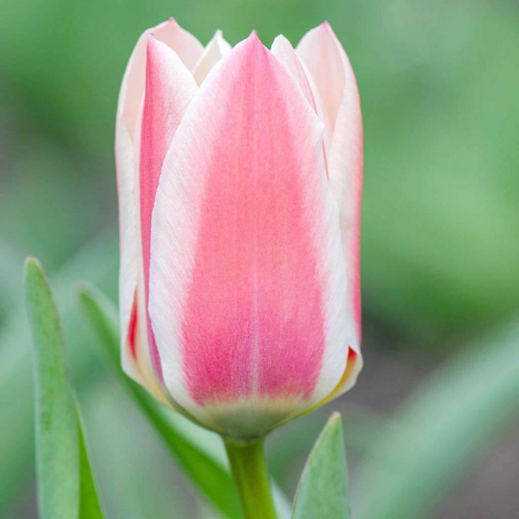 Tulipa greigii Mary Ann