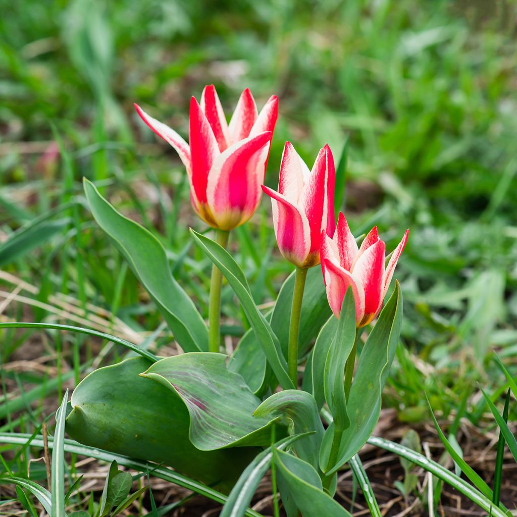 Tulipe botanique greigii Pinocchio