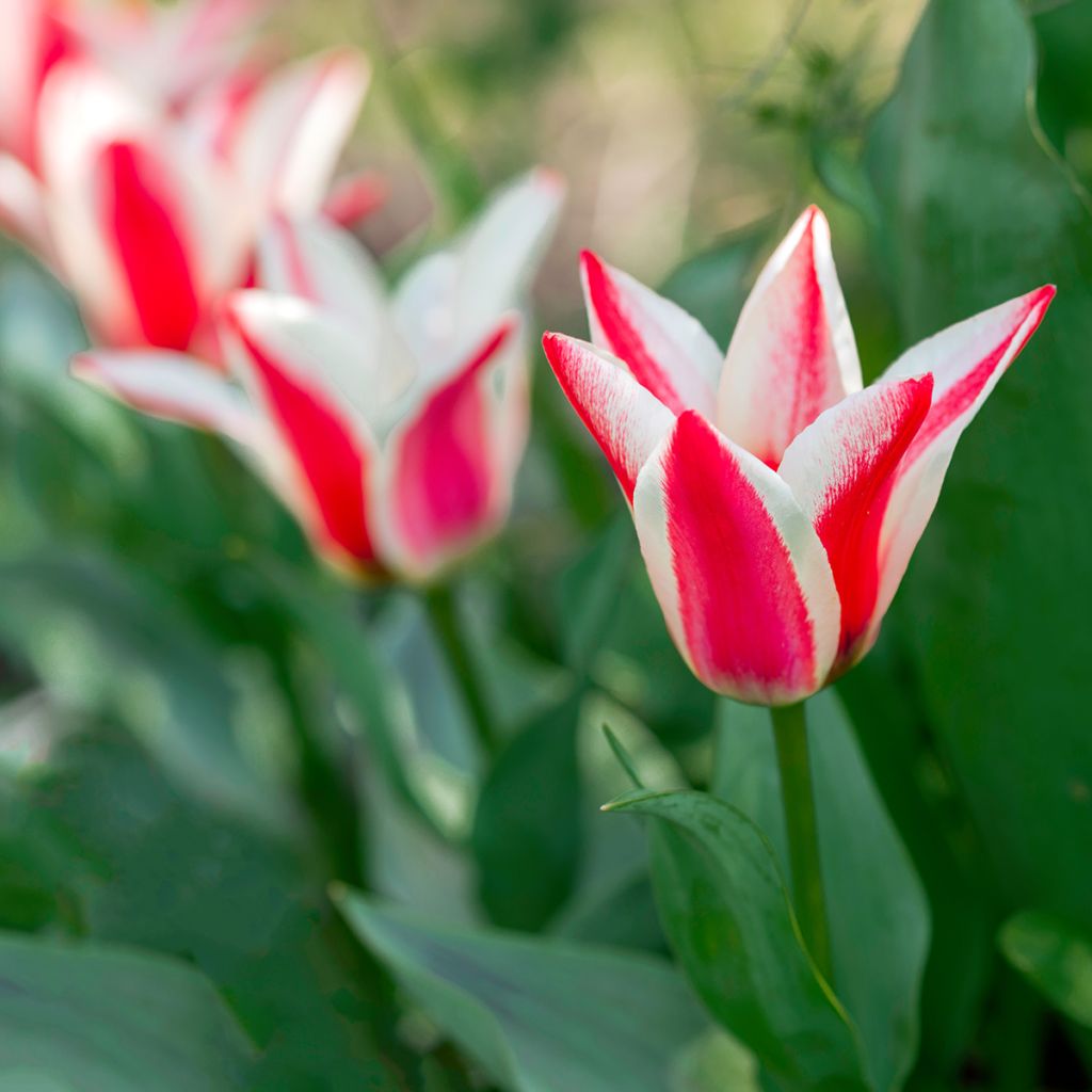 Tulipa greigii Pinocchio