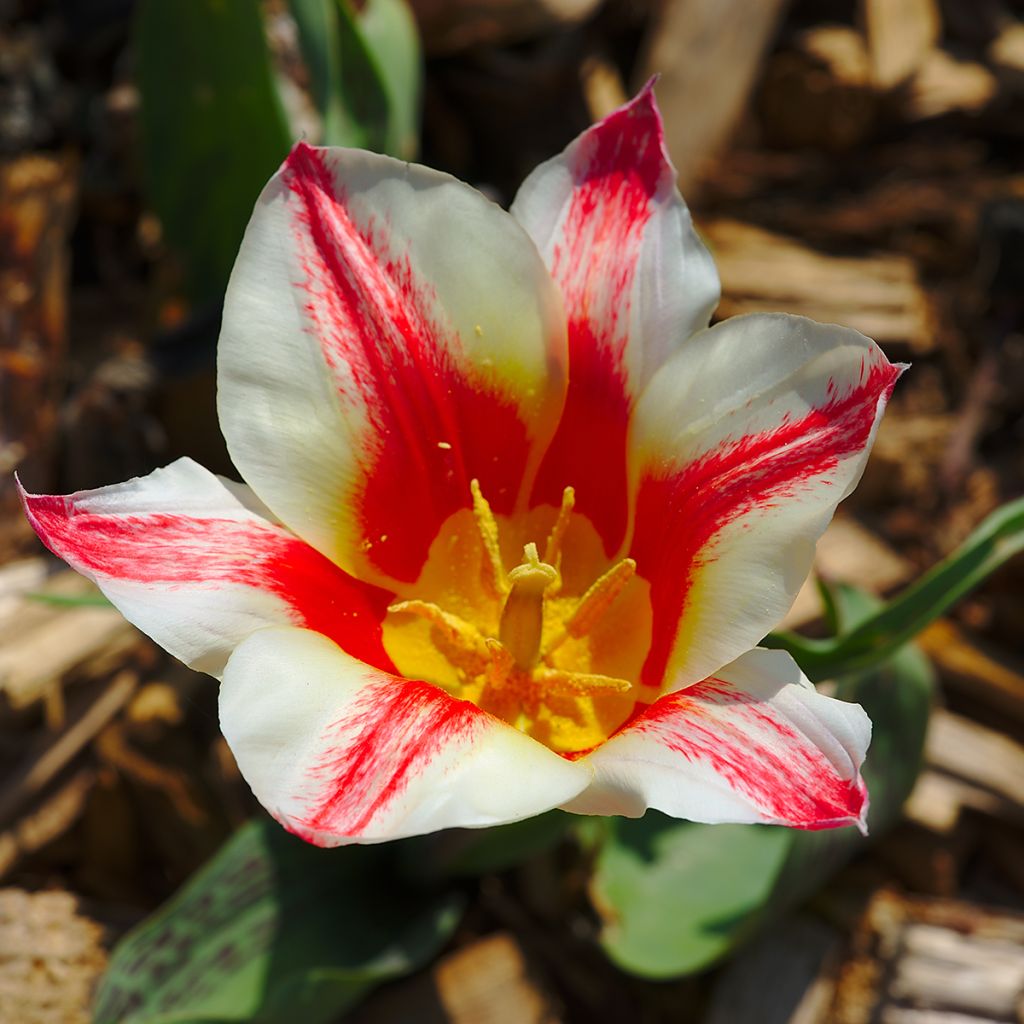 Tulipa greigii Pinocchio