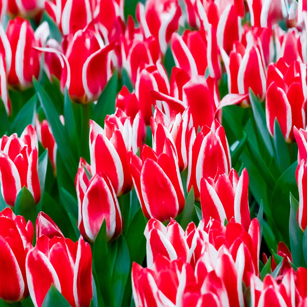 Tulipa greigii Plaisir