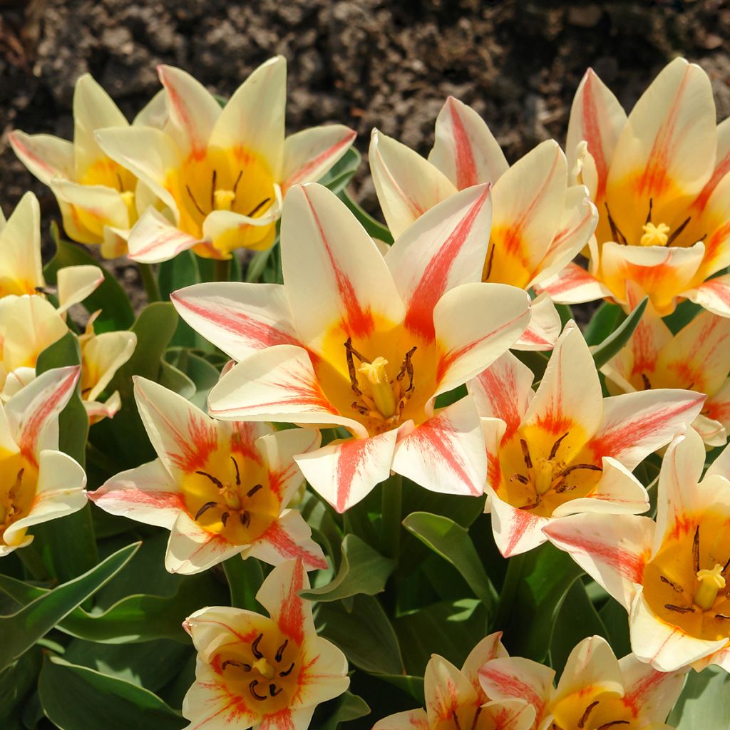 Tulipe botanique greigii Quebec