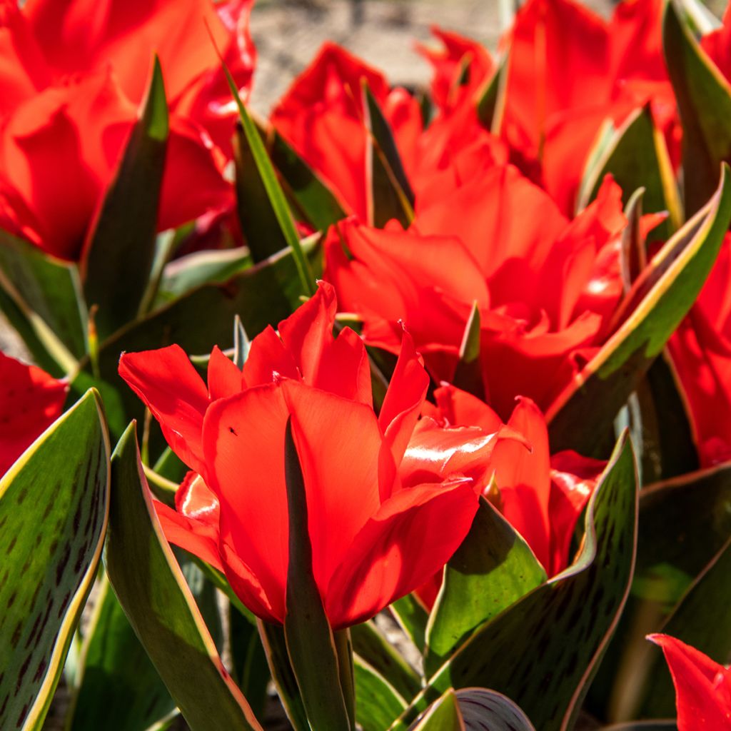 Tulipa greigii Rob Verlinden