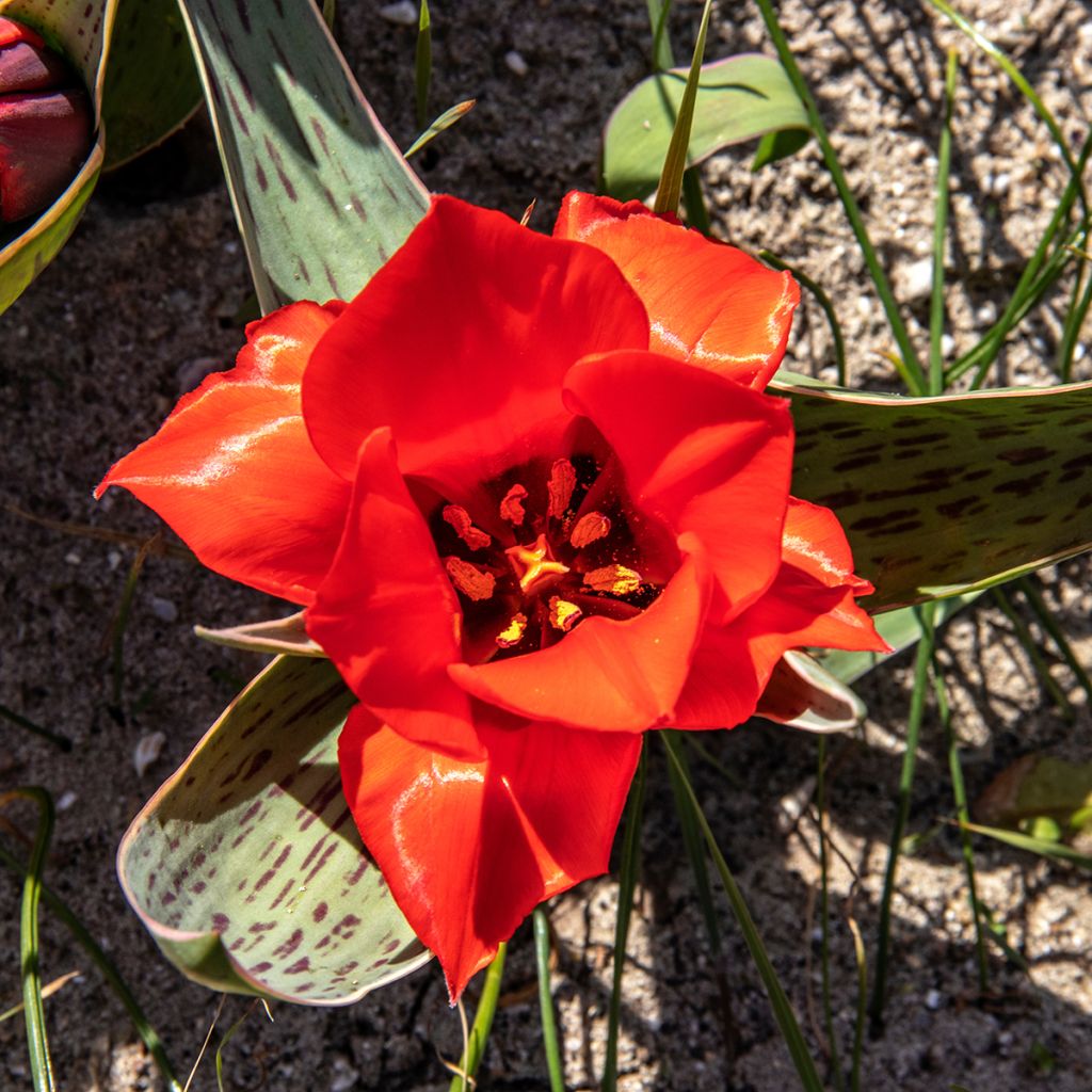 Tulipa greigii Rob Verlinden